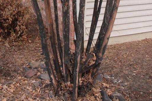 Crepe myrtle trunk coated in black sooty mold from bark scale honeydew, a common CSRA symptom
