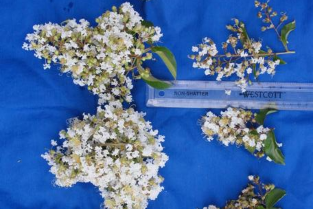 Side-by-side comparison of uninfected crepe myrtle blooms next to reduced blooms from bark scale infestation