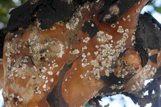 White waxy crepe myrtle bark scale colonies in branch crotches showing Acanthococcus lagerstroemiae infestation