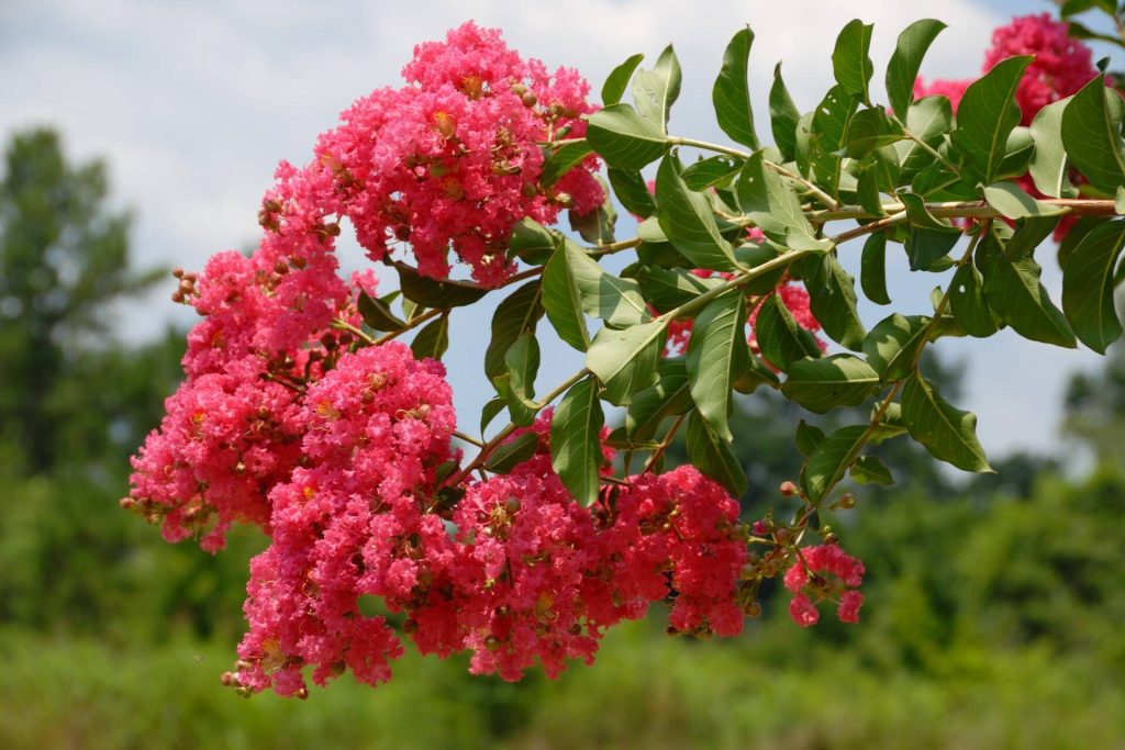 Healthy pink crepe myrtle blooms following successful bark scale treatment in the CSRA