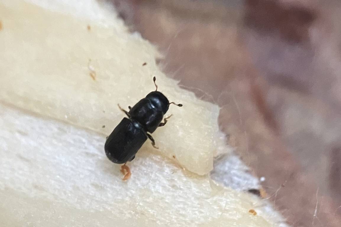 Close-up of an adult southern pine beetle, Dendroctonus frontalis, treated by Arborwright in Aiken SC