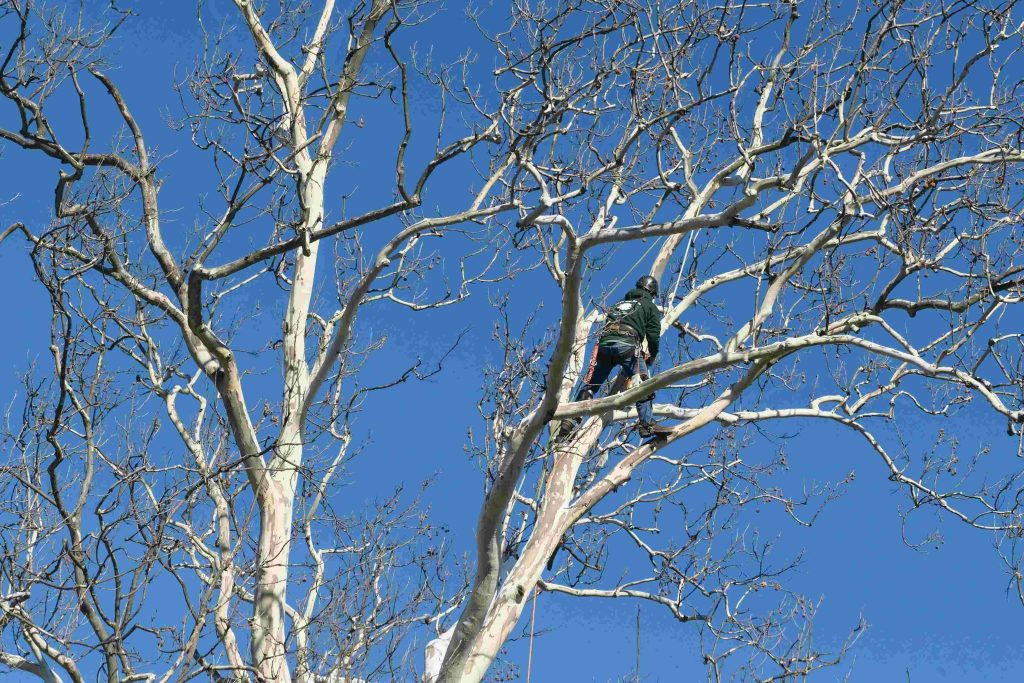 An arborist working up in a tree on a commercial property, by Arborwright in Augusta GA