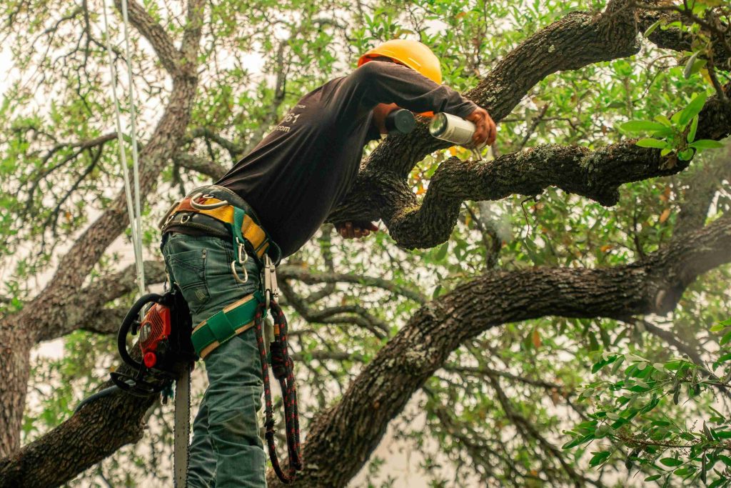 An arborist in a respirator treating a tree from the canopy, by Arborwright in Aiken SC