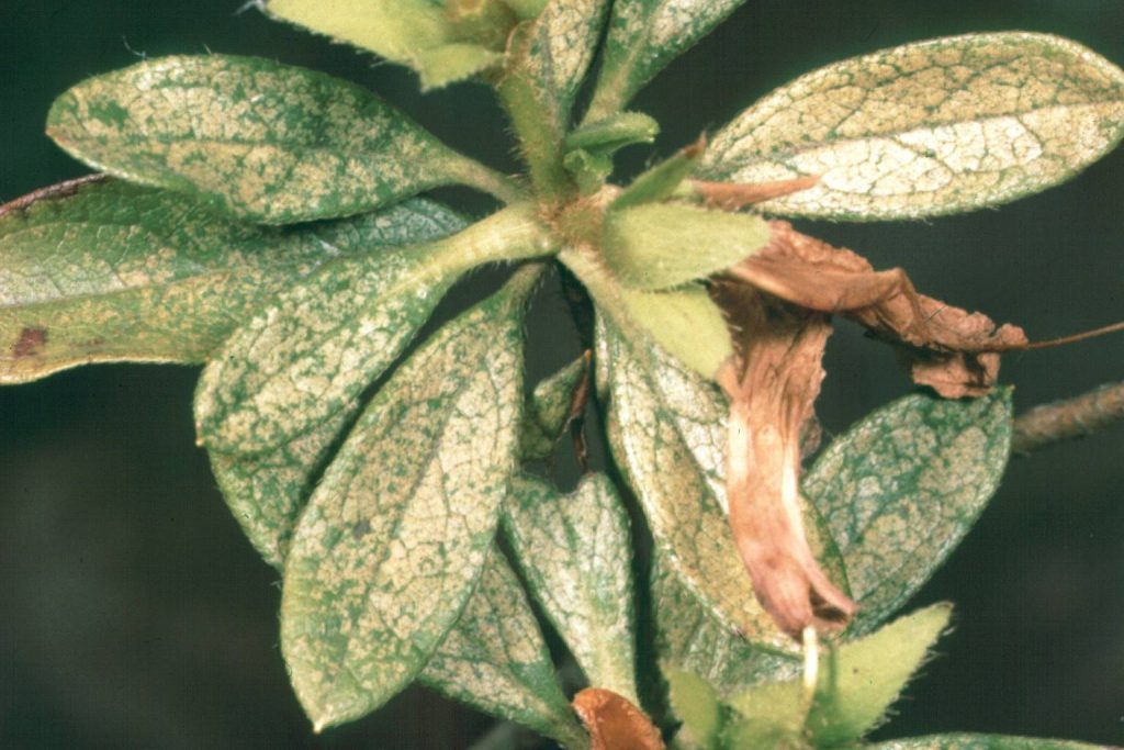 Azalea foliage stippled by lace bug feeding, treated by Arborwright in Aiken SC