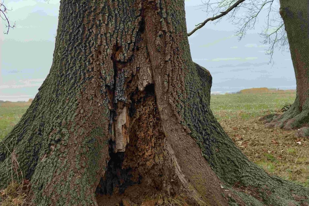 Basal decay column at the base of a large oak, assessed by Arborwright in Aiken SC