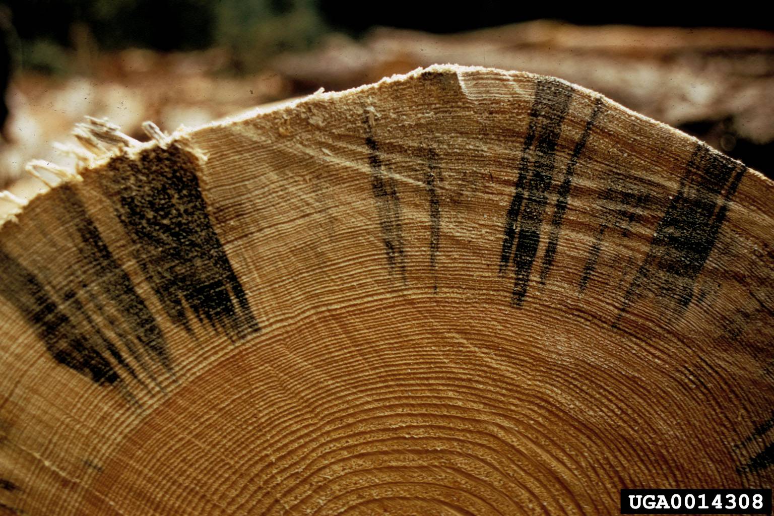 Blue-gray stain fungus in the wood of a beetle-killed pine, treated by Arborwright in North Augusta SC