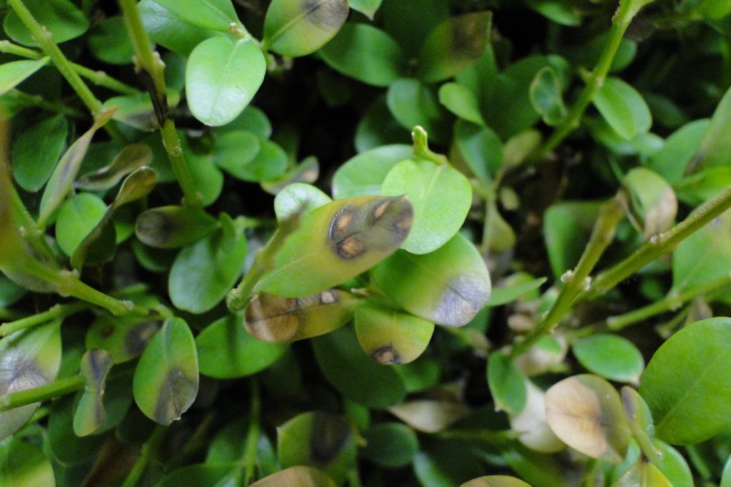 Boxwood blight on an infected boxwood, treated by Arborwright in North Augusta SC