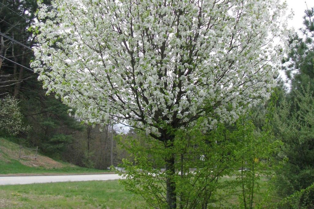 A Callery (Bradford) pear in bloom, an invasive removed by Arborwright in Augusta GA