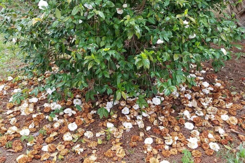 A camellia with camellia flower blight dropping browned blooms, treated by Arborwright in Evans GA