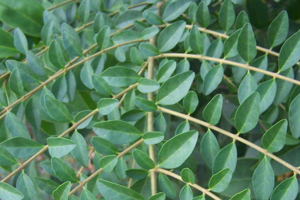 Chinese privet foliage, an invasive shrub removed by Arborwright in Aiken SC