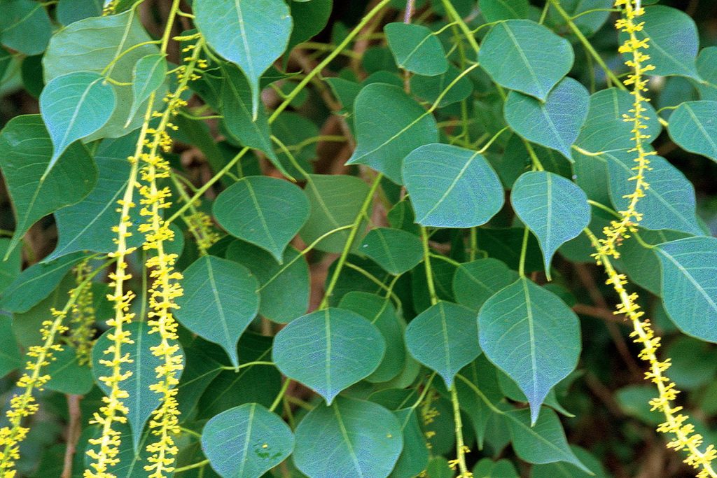 Chinese tallow foliage and flowers, an invasive removed by Arborwright in North Augusta SC