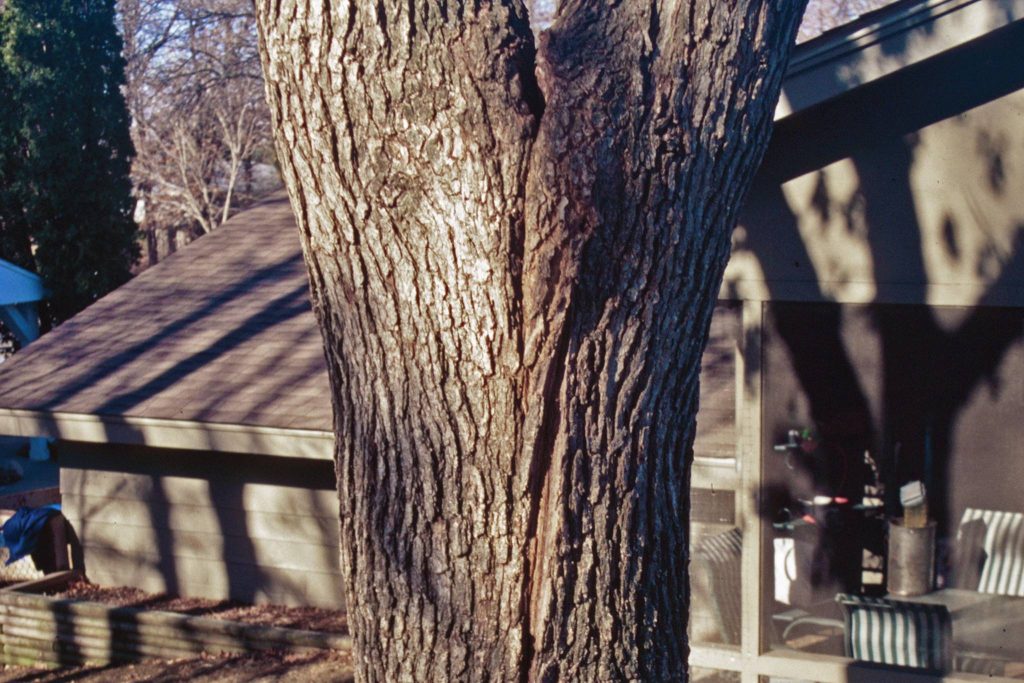 Structural weakness at a codominant branch union, assessed by Arborwright in North Augusta SC