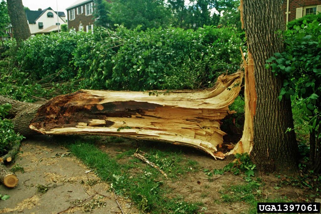 A tree split apart at a failed codominant union, the failure Arborwright prevents in Augusta GA