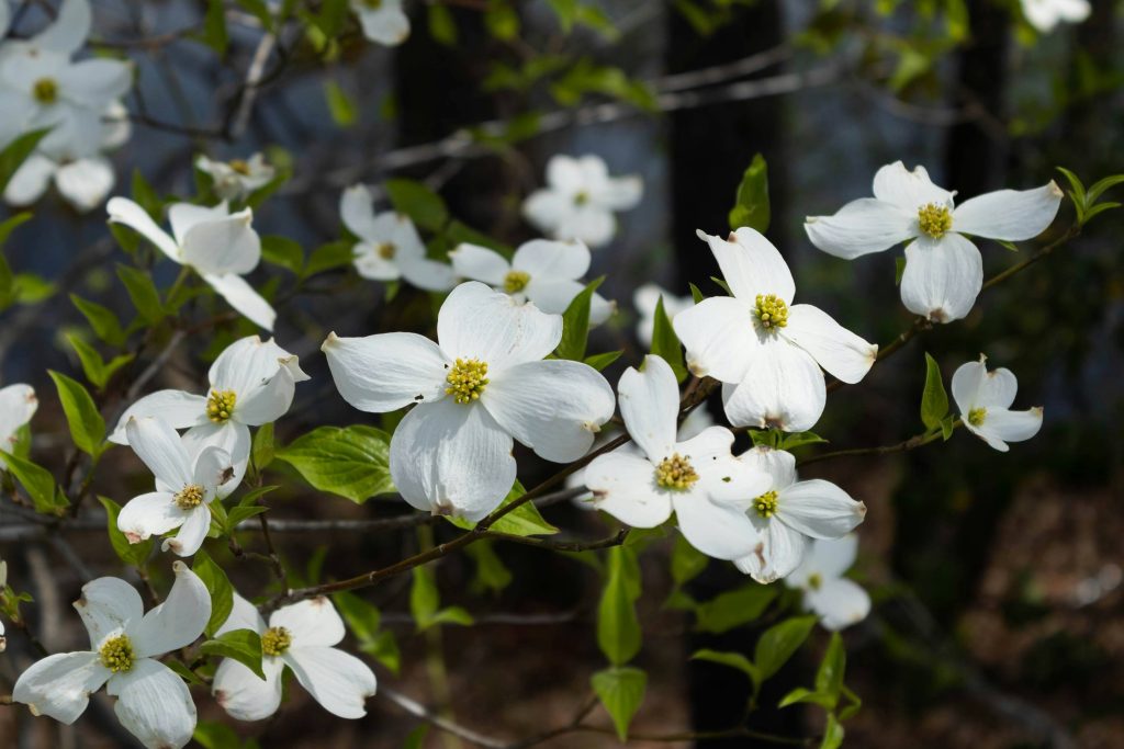 A white-flowering landscape tree on a managed property, by Arborwright in North Augusta SC