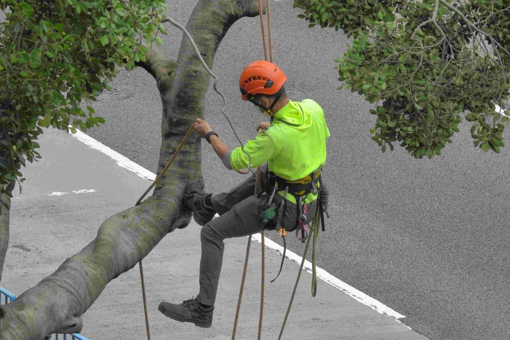 An arborist rope-climbing high in a tree on a commercial site, by Arborwright in North Augusta SC