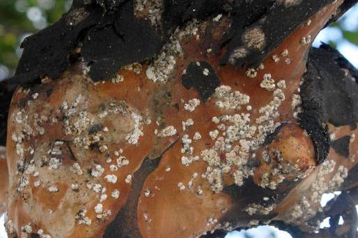 White waxy crape myrtle bark scale packed into a branch crotch, treated by Arborwright in Augusta GA