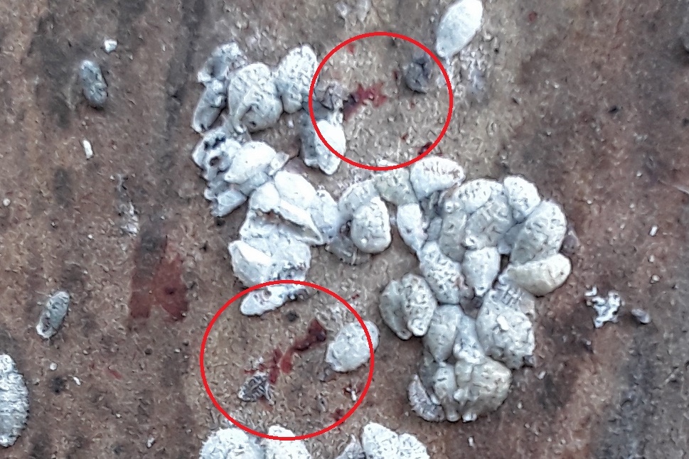 Pink to reddish fluid from crushed crape myrtle bark scale confirming Acanthococcus lagerstroemiae