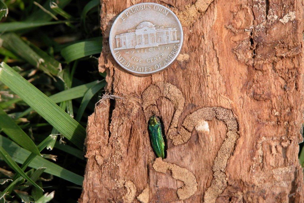 Emerald ash borer beside a nickel showing S-shaped galleries in the wood, by Arborwright in North Augusta SC