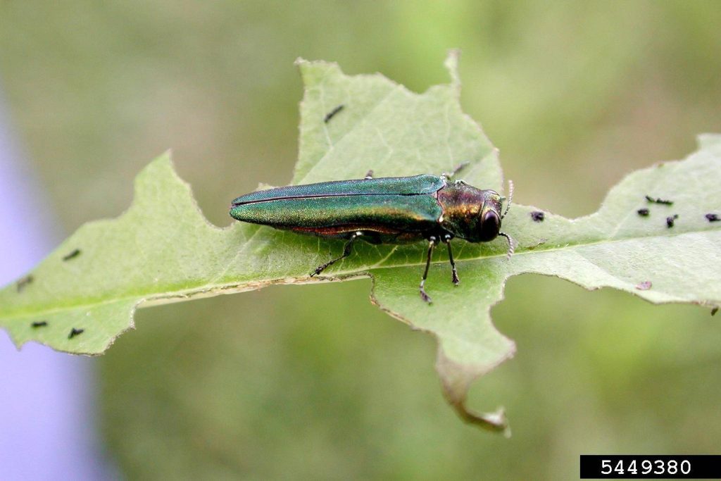 An adult emerald ash borer on a leaf, the pest trunk injection targets, by Arborwright in Augusta GA