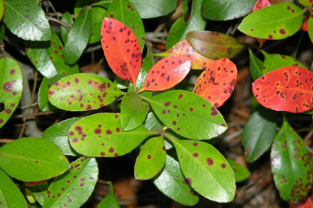 Entomosporium leaf spot on Indian hawthorn, treated by Arborwright in Augusta GA