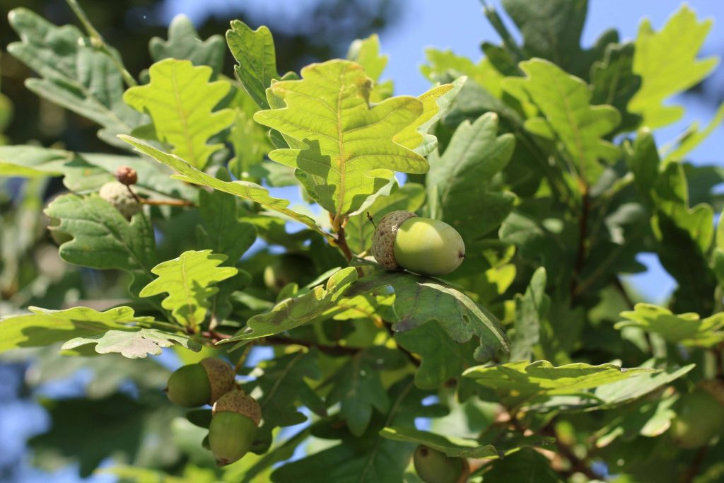 Healthy oak leaves and an acorn, the result of oak care by Arborwright in North Augusta SC