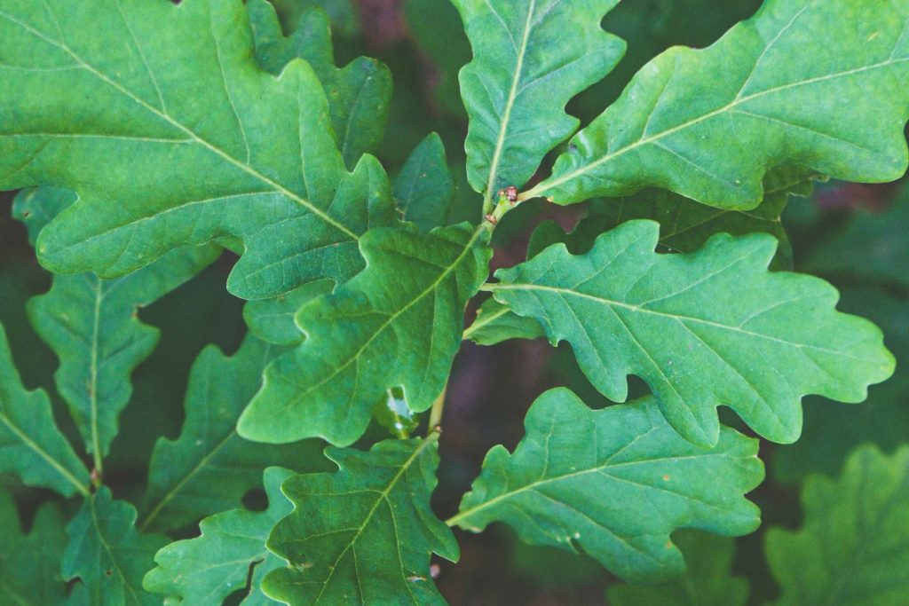 A healthy green tree canopy, the goal of inventory-based care by Arborwright in Augusta GA