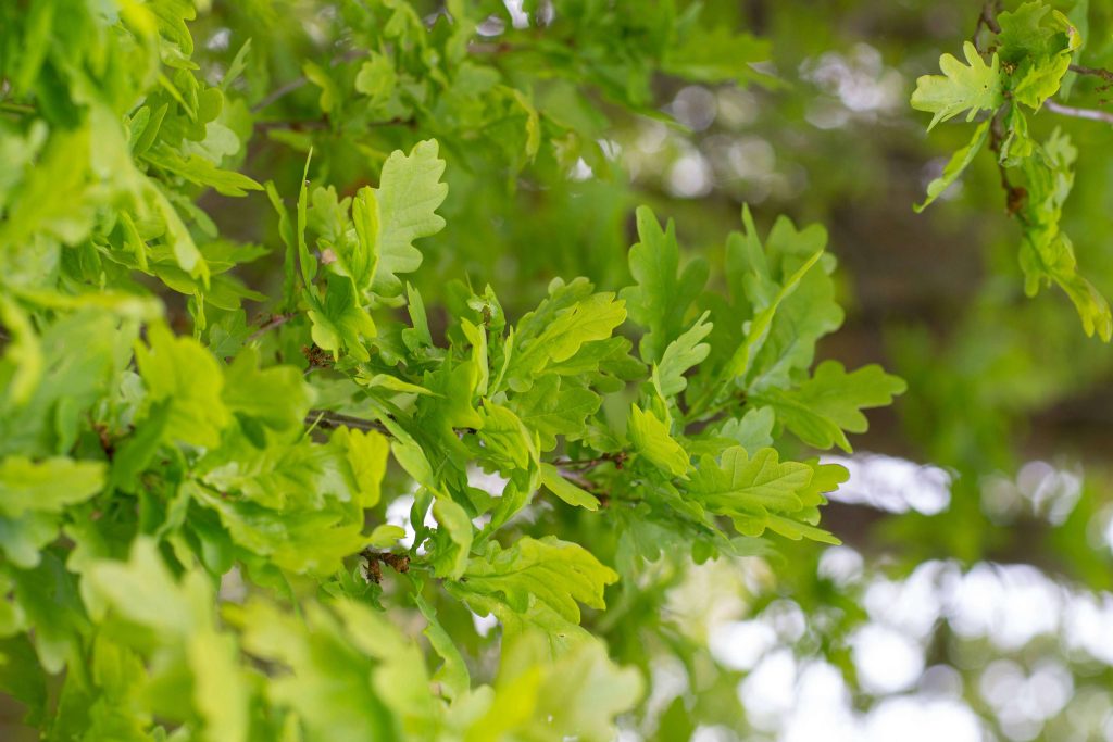 Healthy green tree foliage after fertilization, maintained by Arborwright in Augusta GA