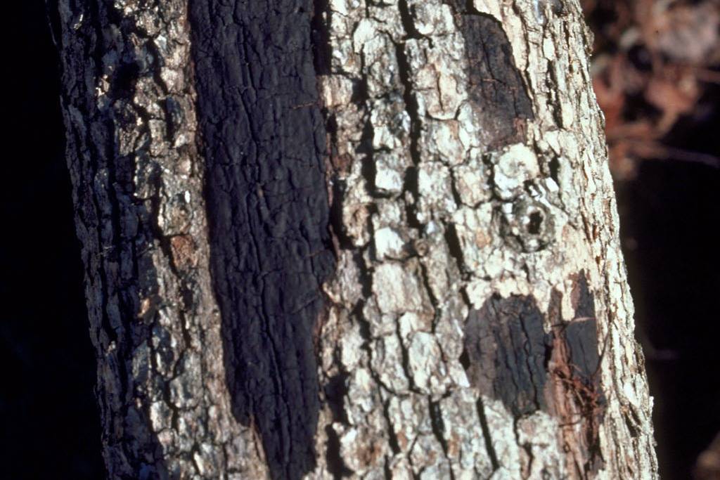 Hypoxylon canker on an oak trunk showing bark decay, diagnosed by Arborwright in Aiken SC