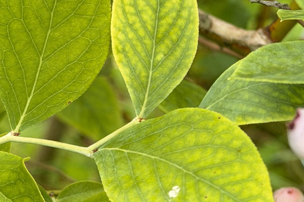 Interveinal chlorosis on a blueberry leaf showing nutrient deficiency, by Arborwright in Aiken SC