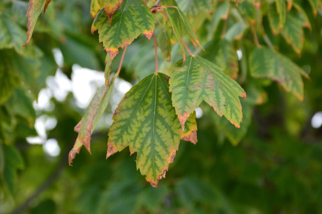 Maple leaf with marginal scorch and interveinal chlorosis, treated by Arborwright in Aiken SC