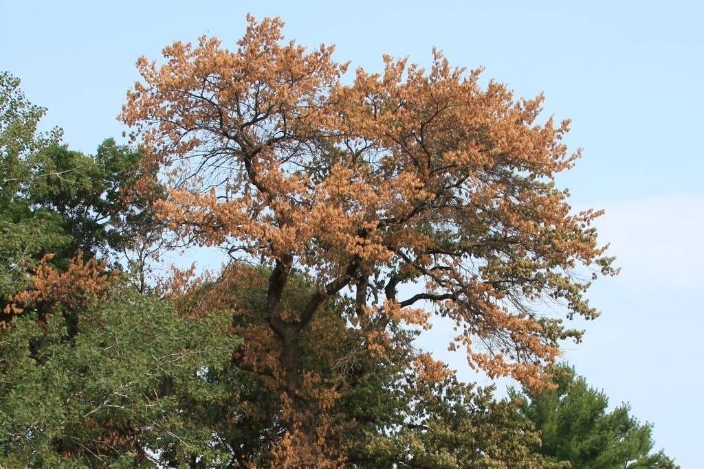A mature oak killed by oak wilt, the disease Arborwright diagnoses in Aiken SC