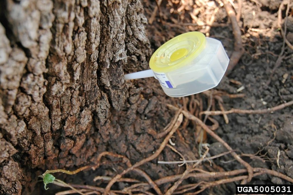 A Mauget capsule injecting fungicide for oak wilt protection, by Arborwright in Aiken SC