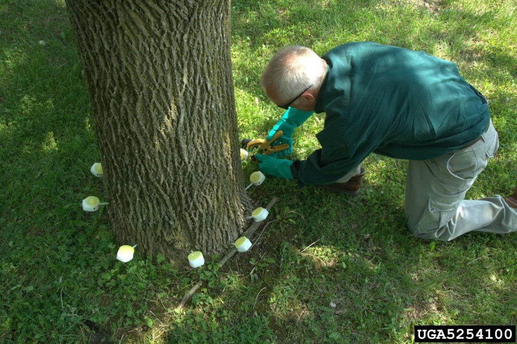 Mauget capsules set into a tree base for preventive injection, by Arborwright in Augusta GA