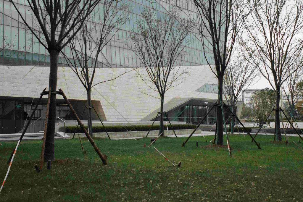 Recently planted, staked trees in an office park, maintained by Arborwright in North Augusta SC