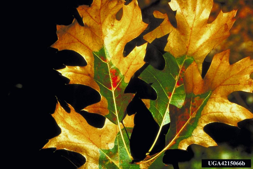 Oak foliage discolored by oak wilt, oak disease diagnosed by Arborwright in Evans GA