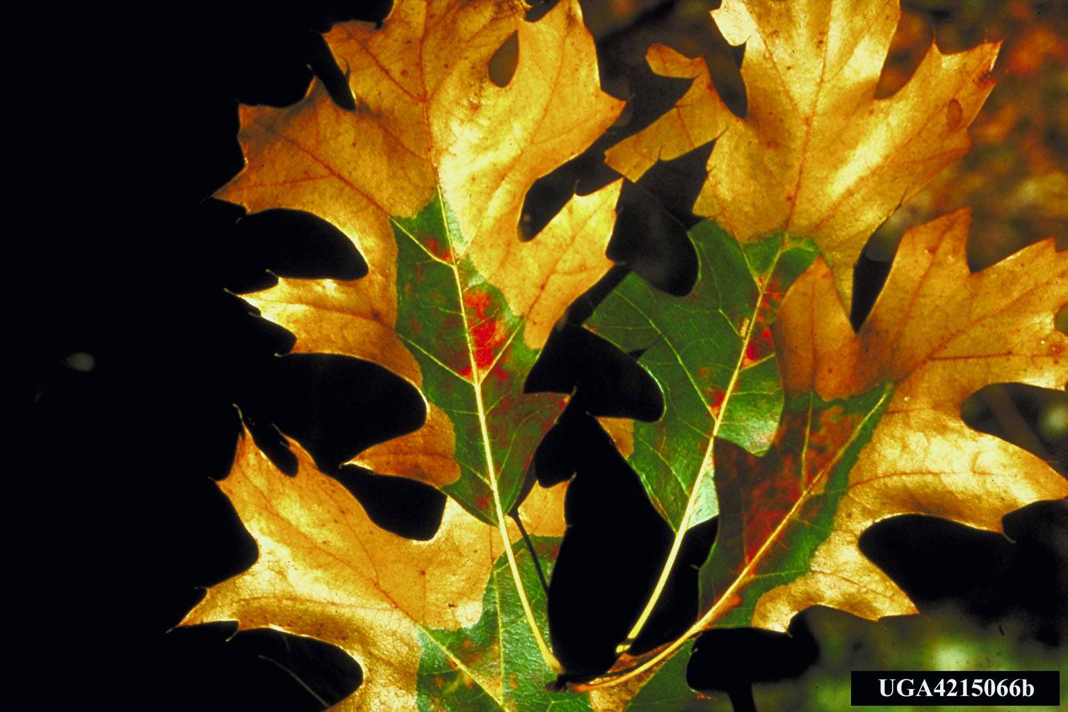 Oak foliage discolored by oak wilt, oak disease diagnosed by Arborwright in Evans GA