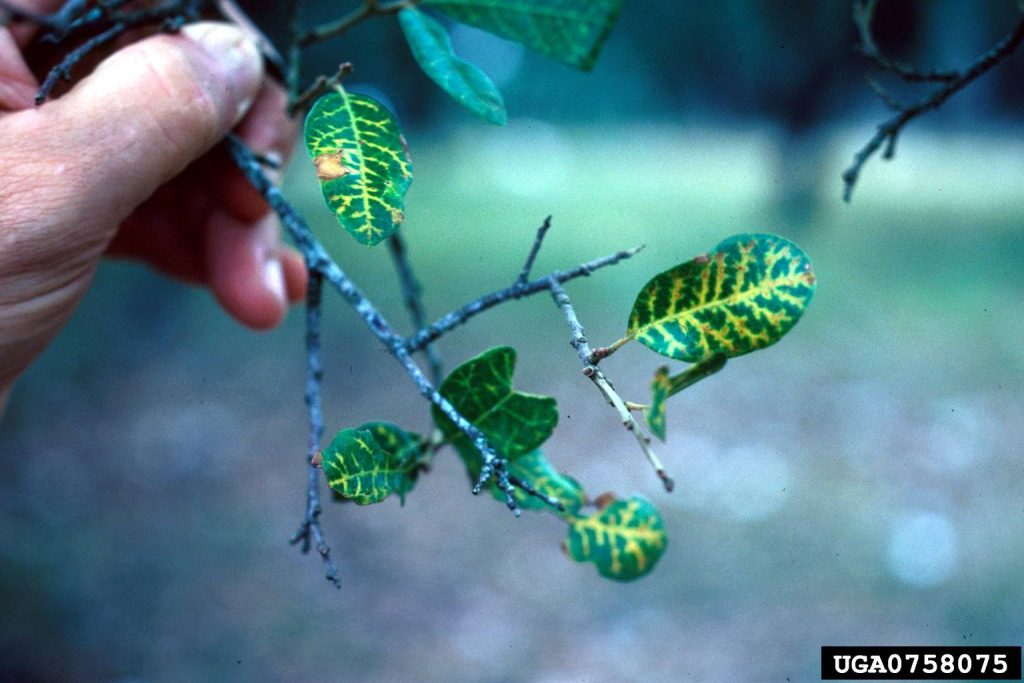 Leaf discoloration from oak wilt on a Texas live oak, oak disease diagnosed by Arborwright in Augusta GA