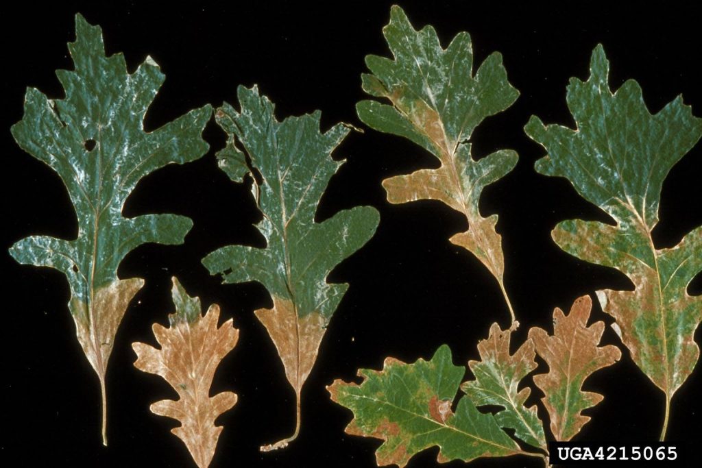 Oak wilt symptoms in red oak foliage, oak disease diagnosed by Arborwright in North Augusta SC