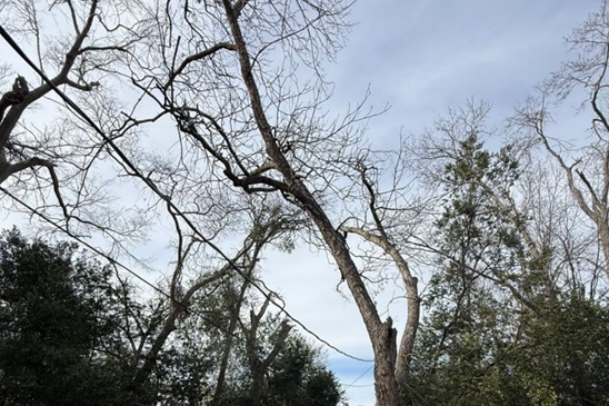 A young pecan overhanging power lines, a risk evaluated by Arborwright in North Augusta SC