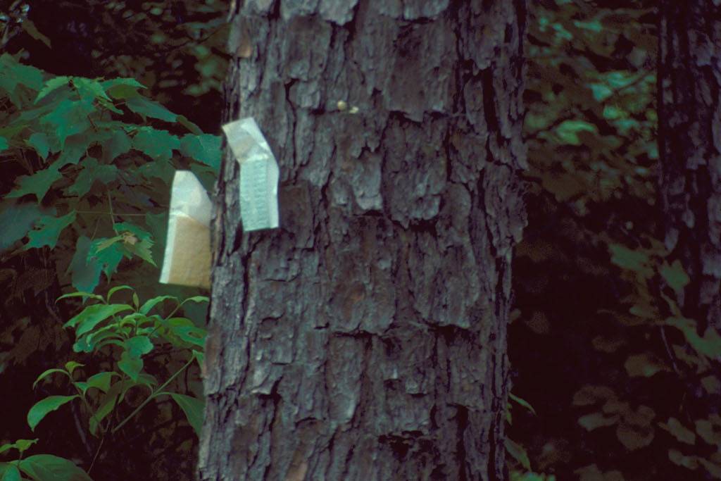A pheromone lure on a pine trunk to monitor for southern pine beetle, by Arborwright in Augusta GA