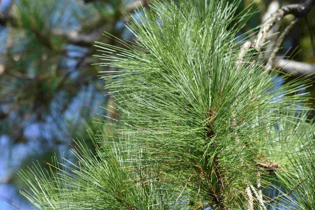 Healthy green pine needles after treatment, maintained by Arborwright in Martinez GA