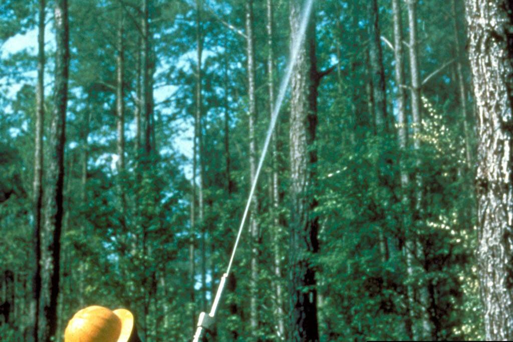Preventive insecticide spray on a pine trunk to protect against beetles, by Arborwright in Aiken SC