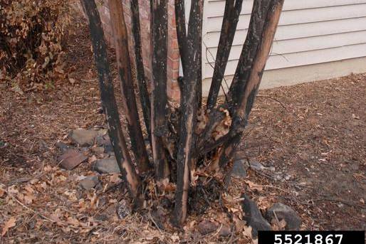Black sooty mold on a crape myrtle trunk from bark scale, treated by Arborwright in Aiken SC