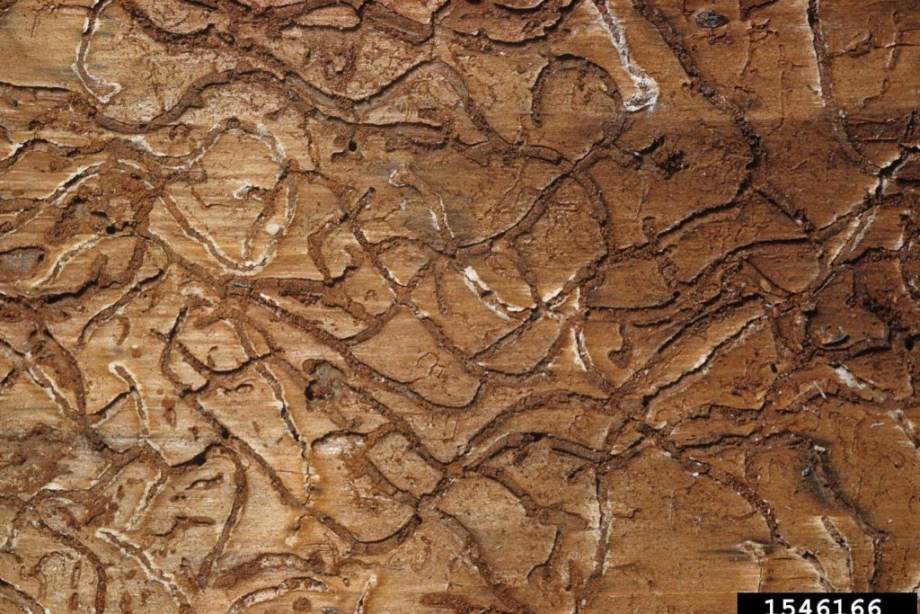 Winding southern pine beetle galleries in the inner bark of a pine, treated by Arborwright in North Augusta SC