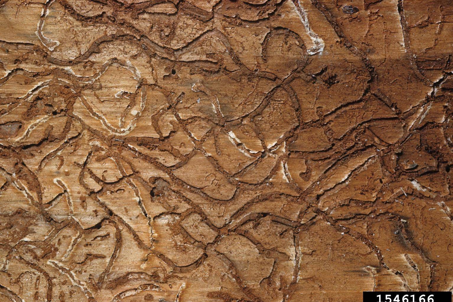 Winding southern pine beetle galleries in the inner bark of a pine, treated by Arborwright in North Augusta SC