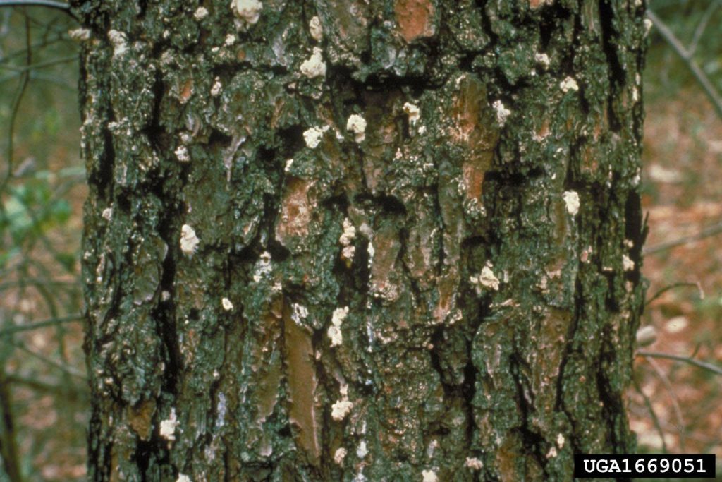 Popcorn-shaped southern pine beetle pitch tubes on pine bark, treated by Arborwright in Augusta GA