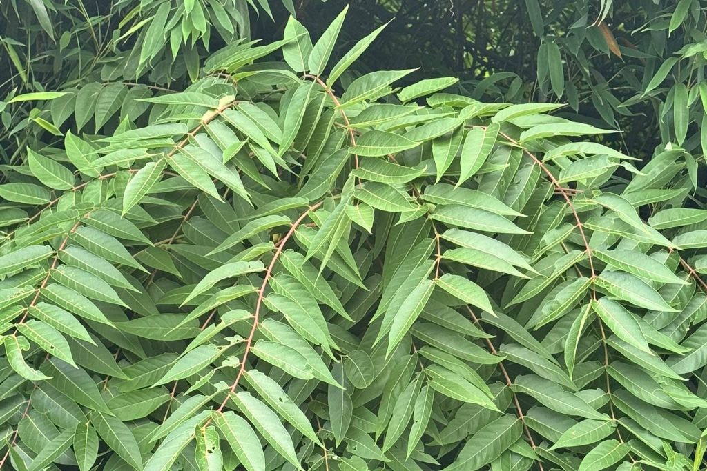 Tree-of-heaven foliage, an invasive removed by Arborwright in Grovetown GA
