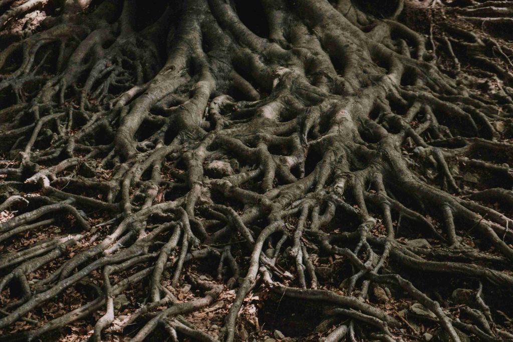 Tree feeder roots in the soil, the target of deep root fertilization by Arborwright in Aiken SC