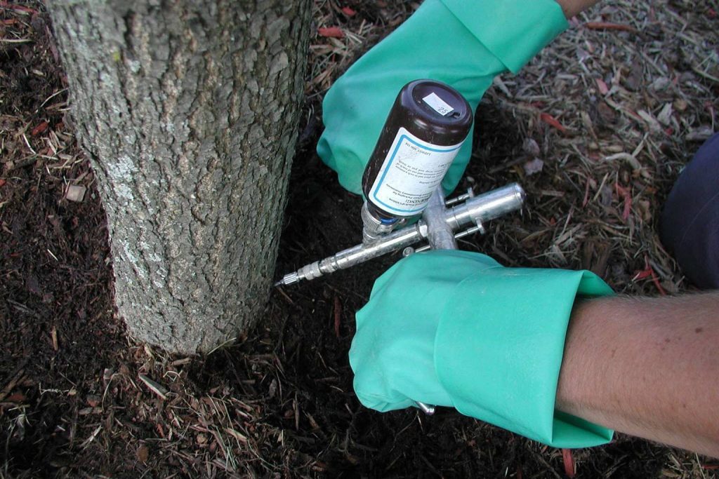 Preventive trunk injection against emerald ash borer, performed by Arborwright in Augusta GA