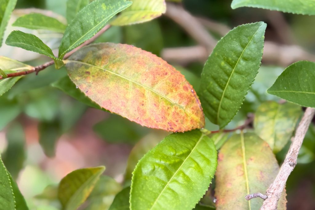 Yellowing tree leaves from nutrient deficiency, diagnosed by Arborwright in North Augusta SC